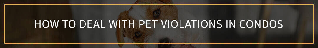 How to Deal With Pet Violations in Condo